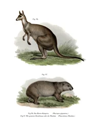 Eastern Grey Kangaroo